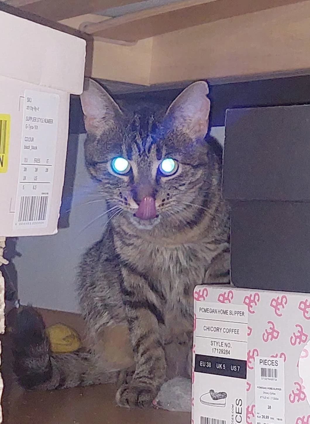 Dafné, female Mixed Breed for adoption at Devět životů, Czech Republic — photo 5 of 12