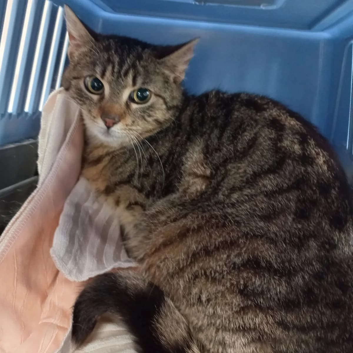 Dafné, female Mixed Breed for adoption at Devět životů, Czech Republic — photo 6 of 12