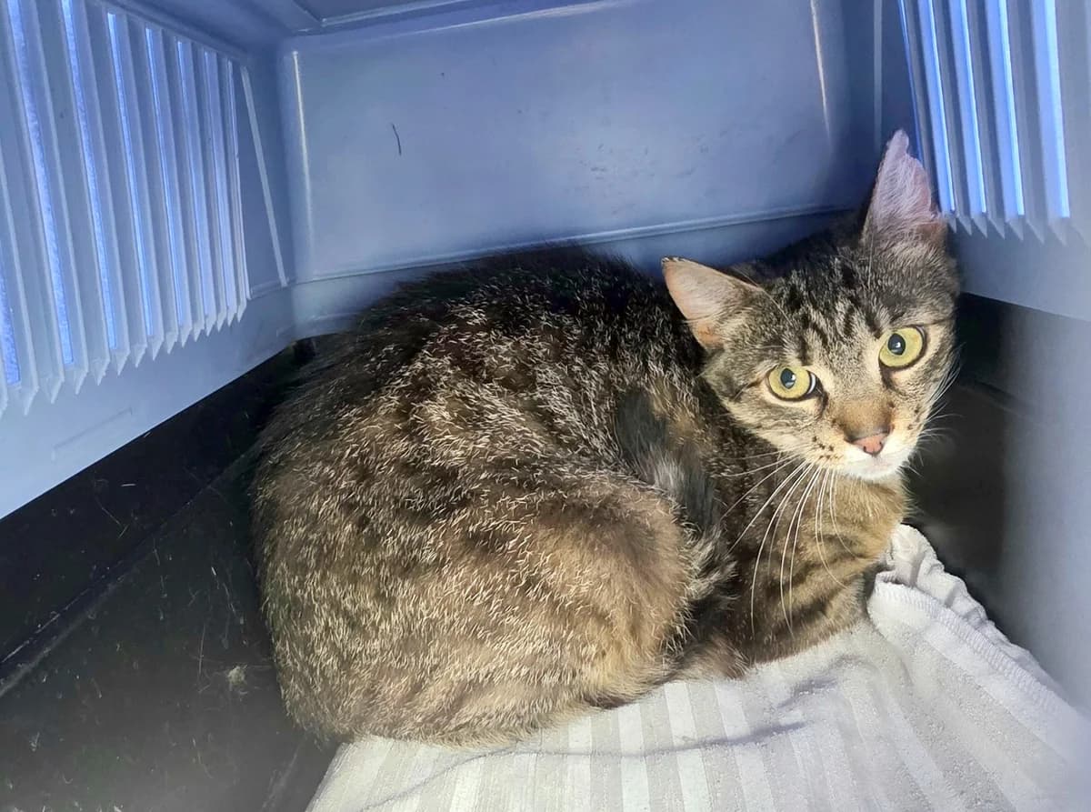 Dafné, female Mixed Breed for adoption at Devět životů, Czech Republic — photo 7 of 12