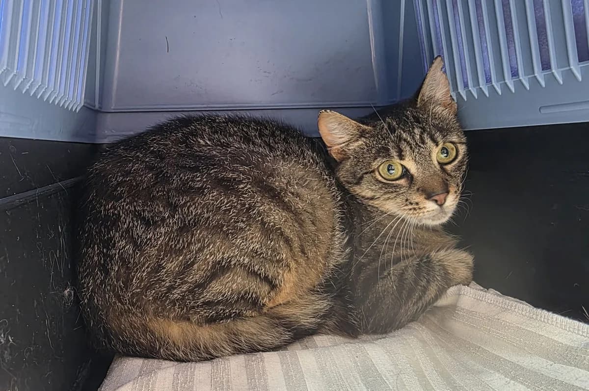 Dafné, female Mixed Breed for adoption at Devět životů, Czech Republic — photo 8 of 12