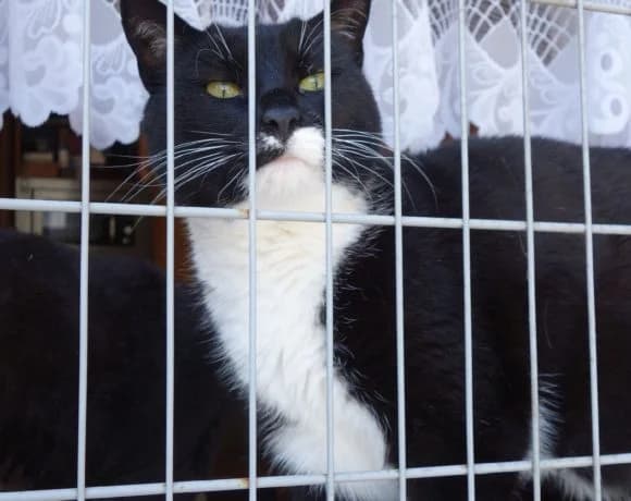 Filip, male Mixed Breed for adoption at Devět životů, Czech Republic