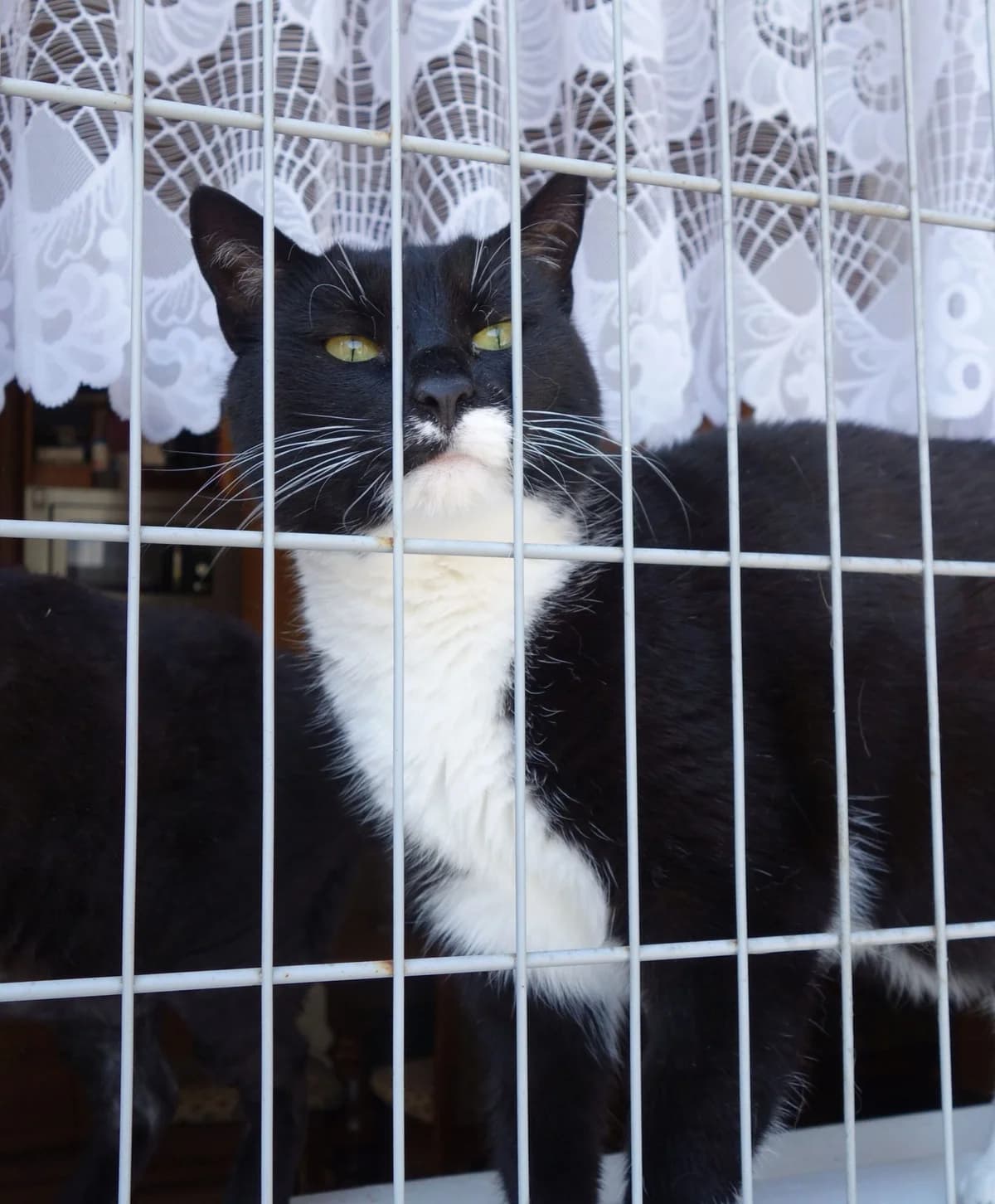 Filip, male Mixed Breed for adoption at Devět životů, Czech Republic — photo 2 of 14