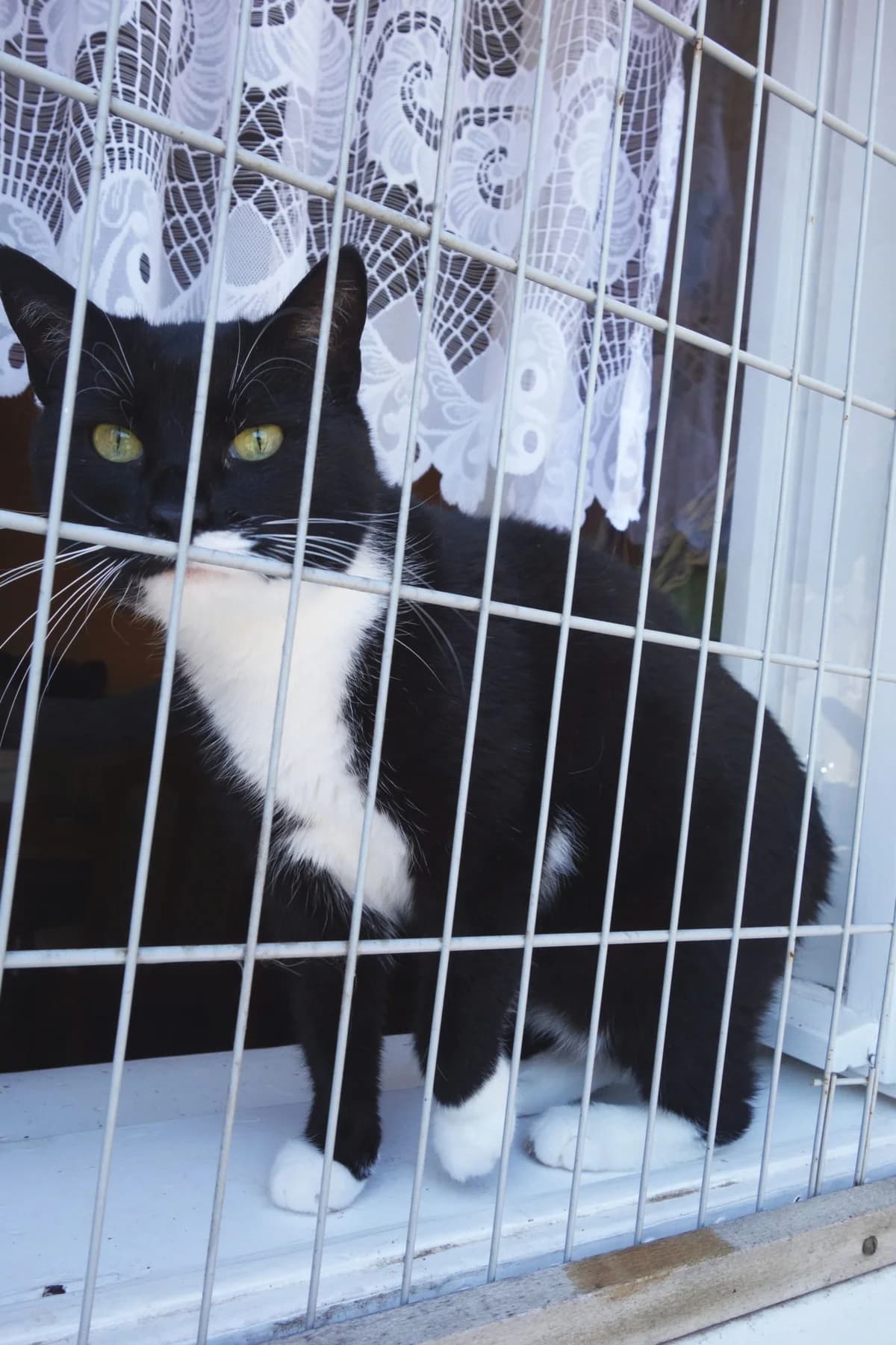 Filip, male Mixed Breed for adoption at Devět životů, Czech Republic — photo 3 of 14