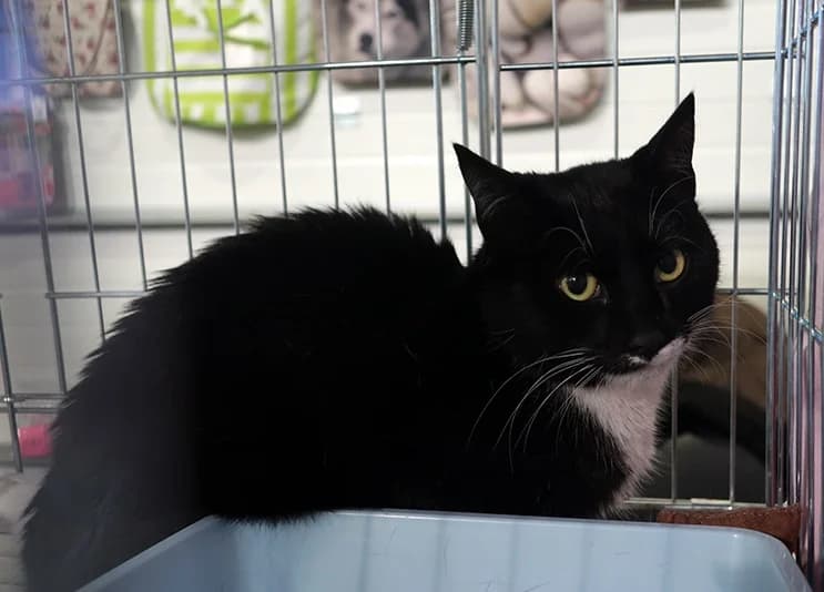 Filip, male Mixed Breed for adoption at Devět životů, Czech Republic — photo 4 of 14