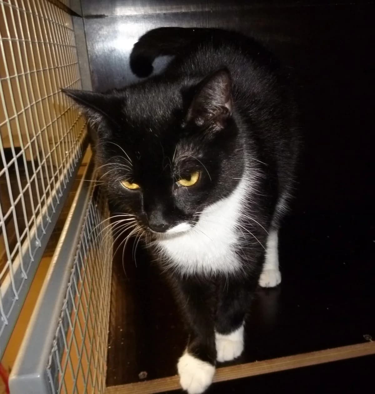Filip, male Mixed Breed for adoption at Devět životů, Czech Republic — photo 5 of 14
