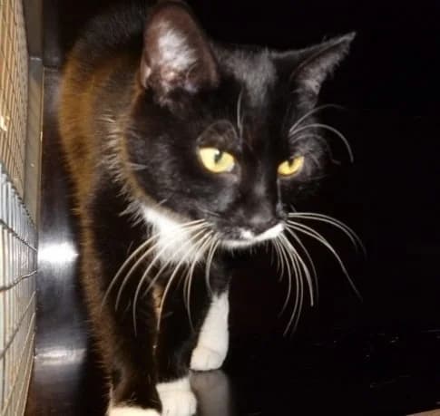 Filip, male Mixed Breed for adoption at Devět životů, Czech Republic — photo 6 of 14