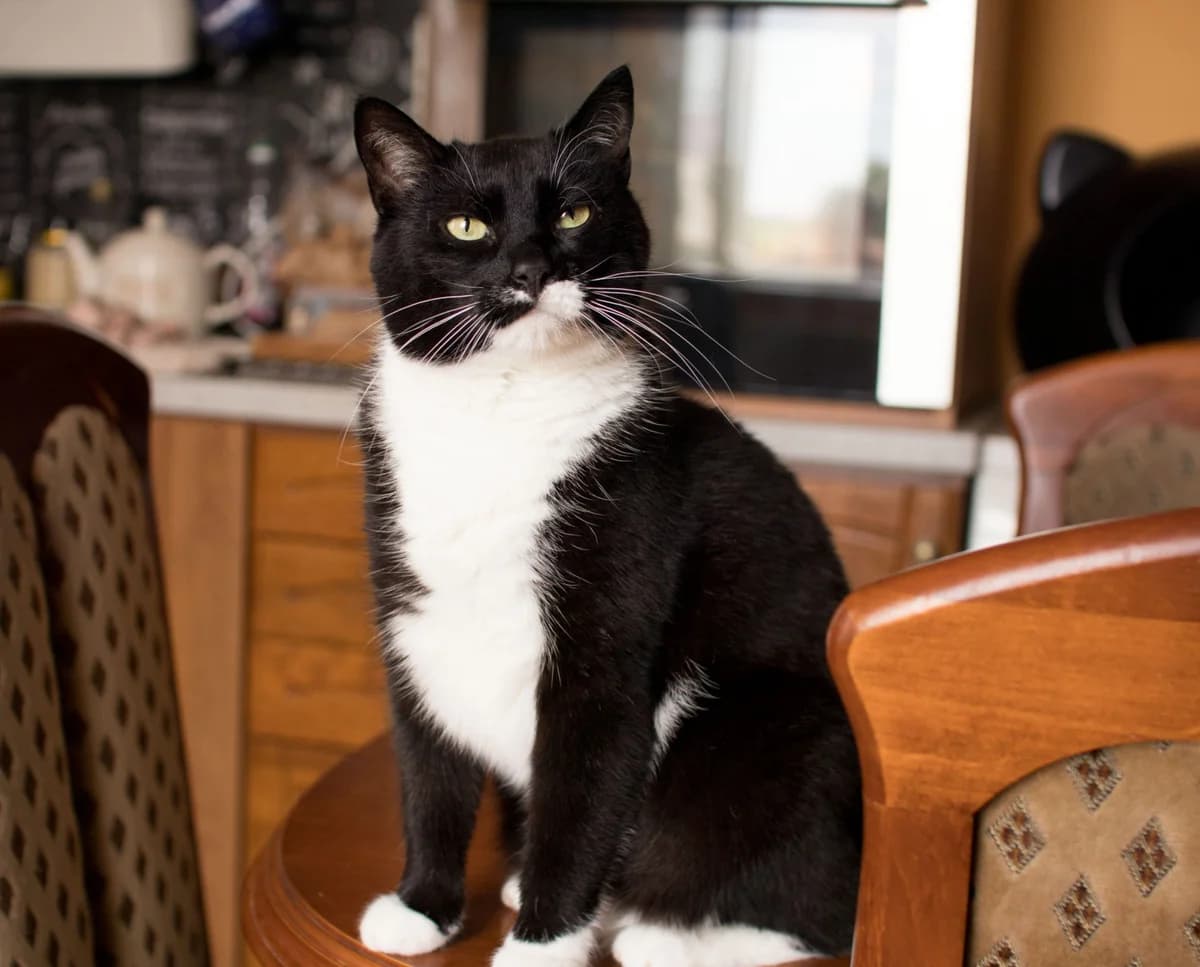 Filip, male Mixed Breed for adoption at Devět životů, Czech Republic — photo 7 of 14