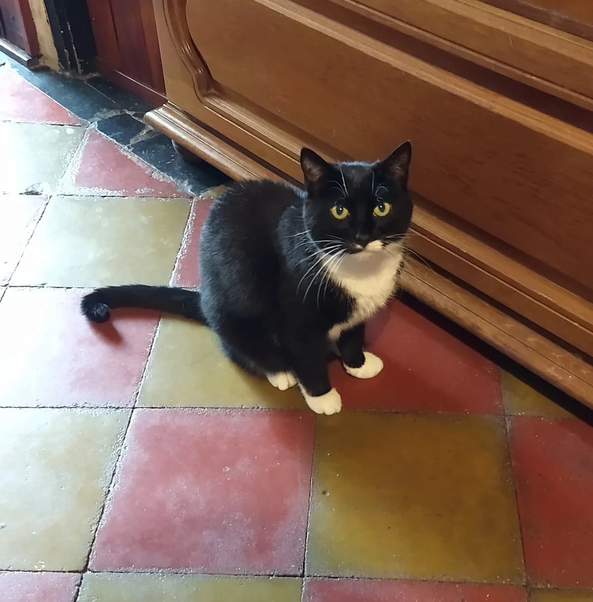 Filip, male Mixed Breed for adoption at Devět životů, Czech Republic — photo 8 of 14