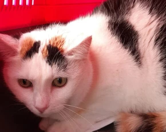 Justine (l14), female Mixed Breed for adoption at Devět životů, Czech Republic