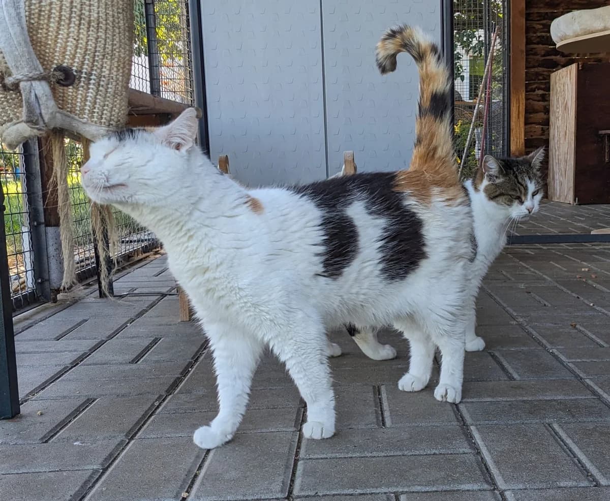 Justine (l14), female Mixed Breed for adoption at Devět životů, Czech Republic — photo 2 of 5