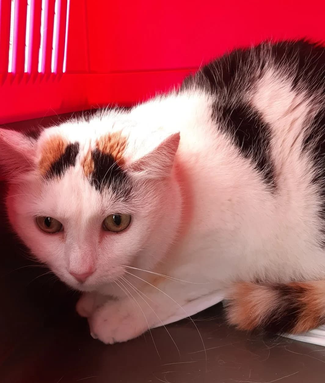 Justine (l14), female Mixed Breed for adoption at Devět životů, Czech Republic — photo 3 of 5