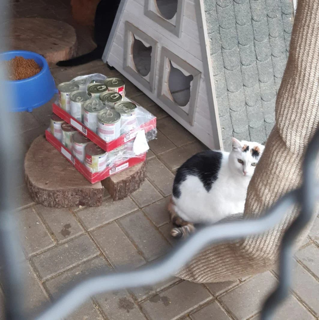 Justine (l14), female Mixed Breed for adoption at Devět životů, Czech Republic — photo 4 of 5