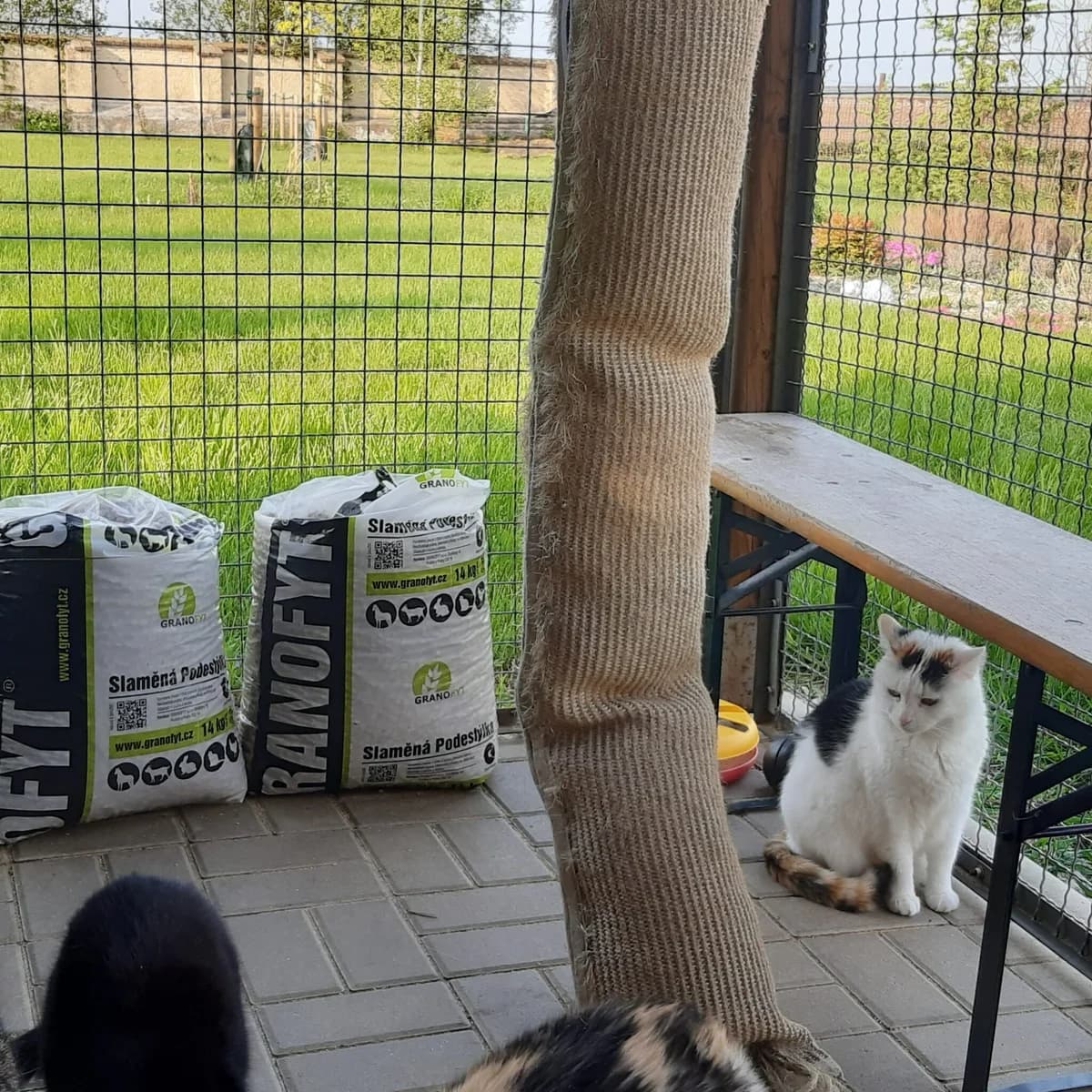 Justine (l14), female Mixed Breed for adoption at Devět životů, Czech Republic — photo 5 of 5