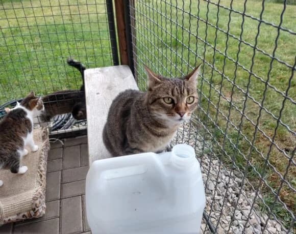 Máší (l10), female Mixed Breed for adoption at Devět životů, Czech Republic