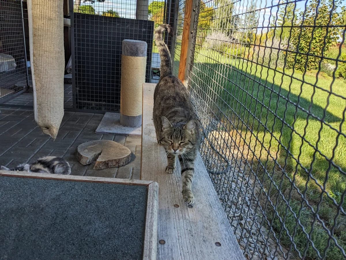 Máší (l10), female Mixed Breed for adoption at Devět životů, Czech Republic — photo 2 of 10