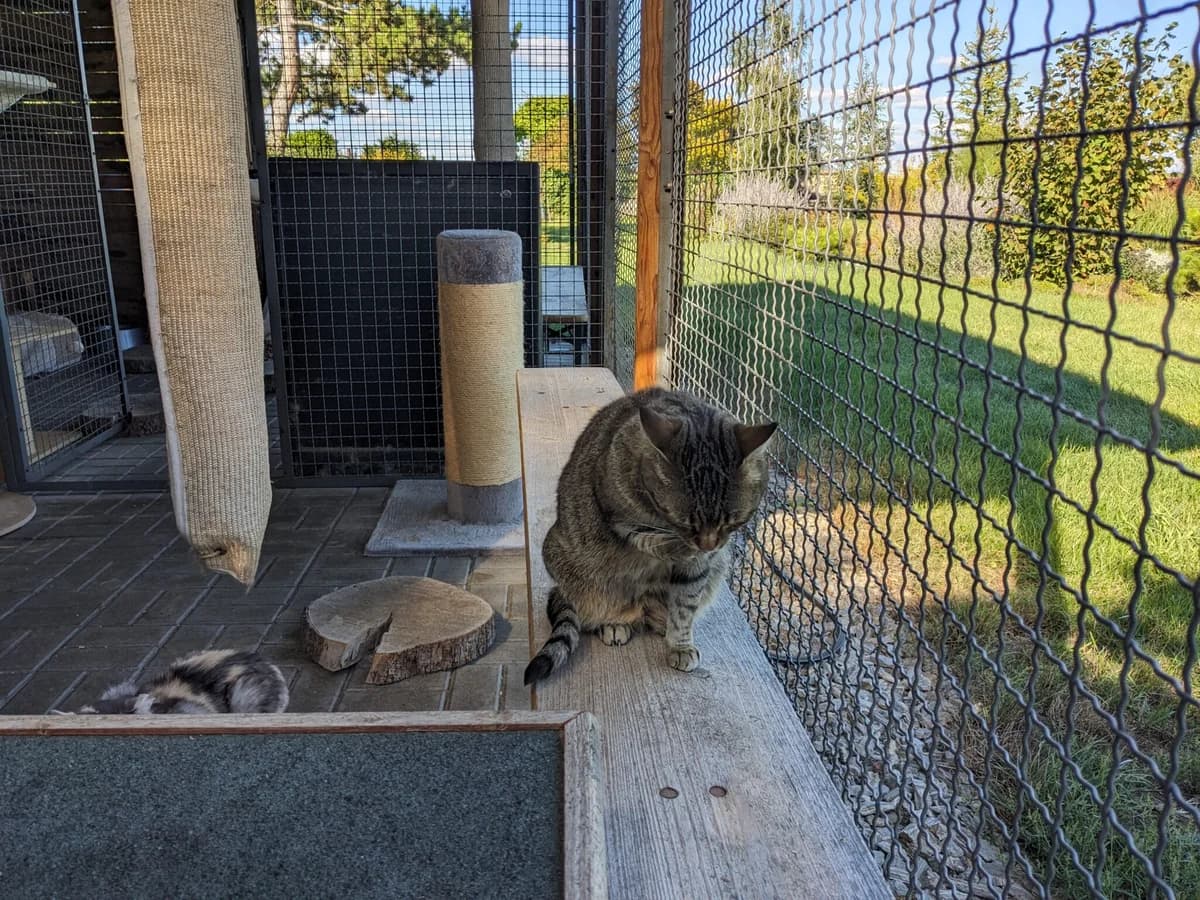 Máší (l10), female Mixed Breed for adoption at Devět životů, Czech Republic — photo 3 of 10