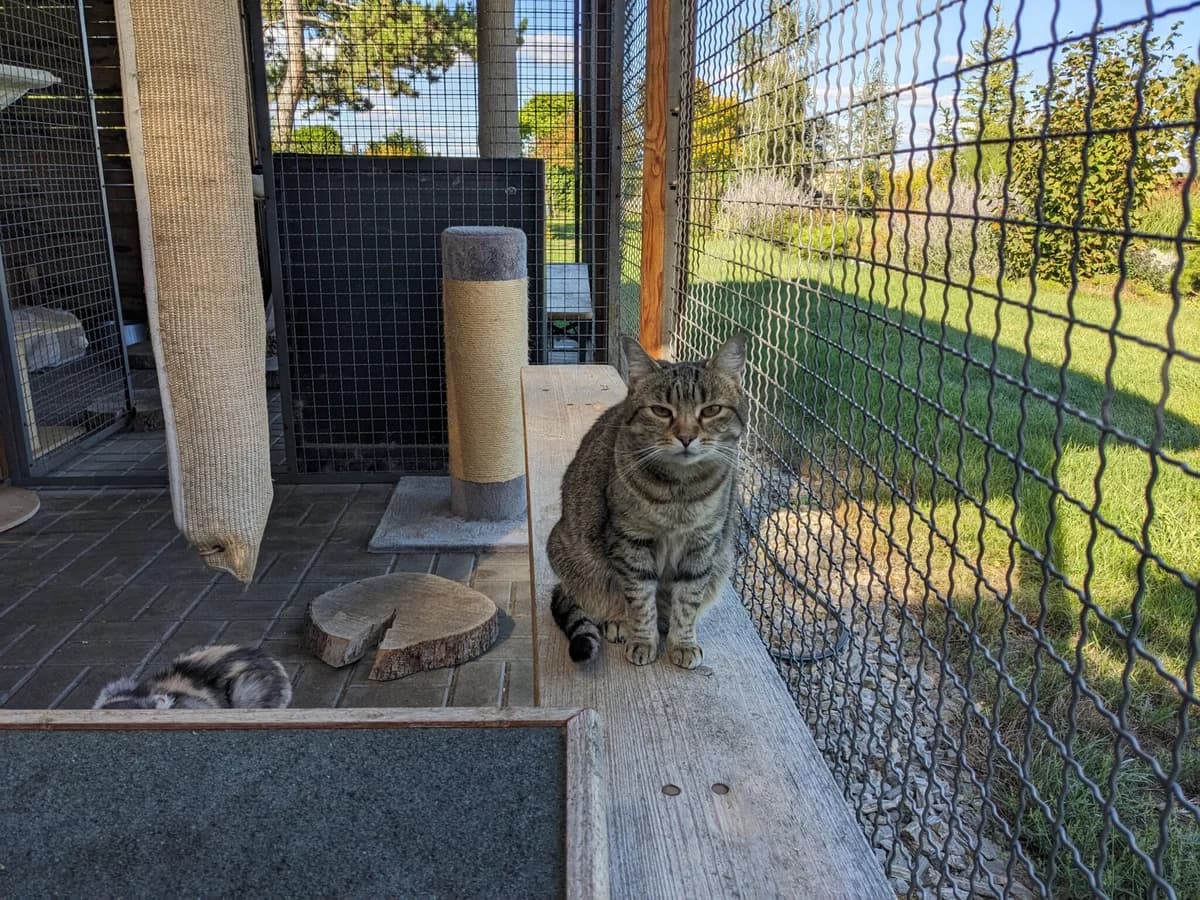 Máší (l10), female Mixed Breed for adoption at Devět životů, Czech Republic — photo 4 of 10