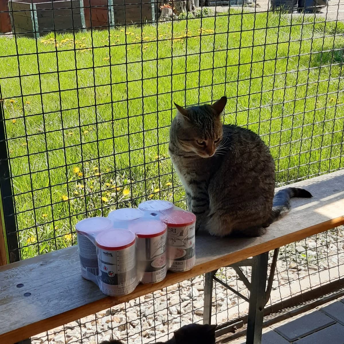 Máší (l10), female Mixed Breed for adoption at Devět životů, Czech Republic — photo 5 of 10