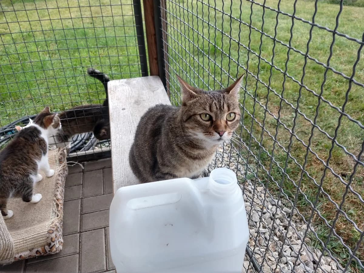 Máší (l10), female Mixed Breed for adoption at Devět životů, Czech Republic — photo 6 of 10