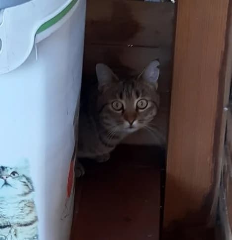 Máší (l10), female Mixed Breed for adoption at Devět životů, Czech Republic — photo 7 of 10