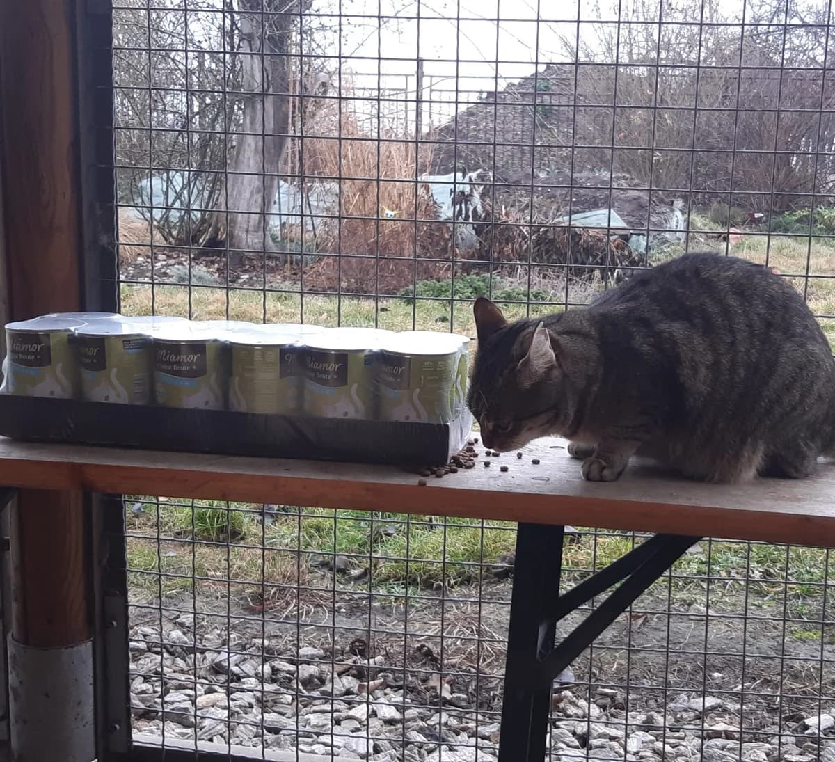 Máší (l10), female Mixed Breed for adoption at Devět životů, Czech Republic — photo 8 of 10