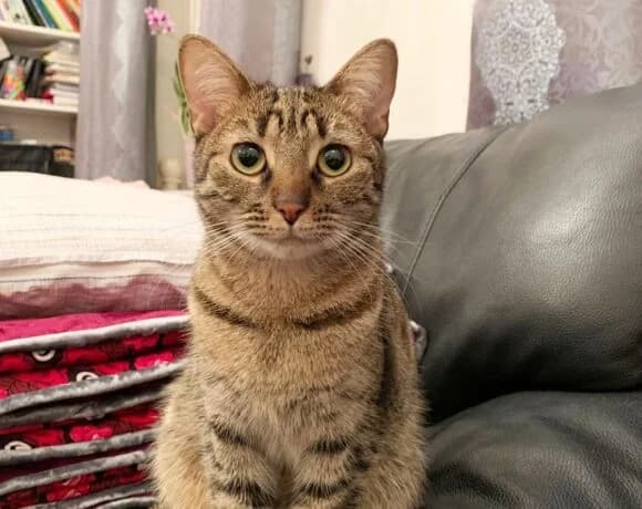 Píďa / Misty, female Mixed Breed for adoption at Devět životů, Czech Republic