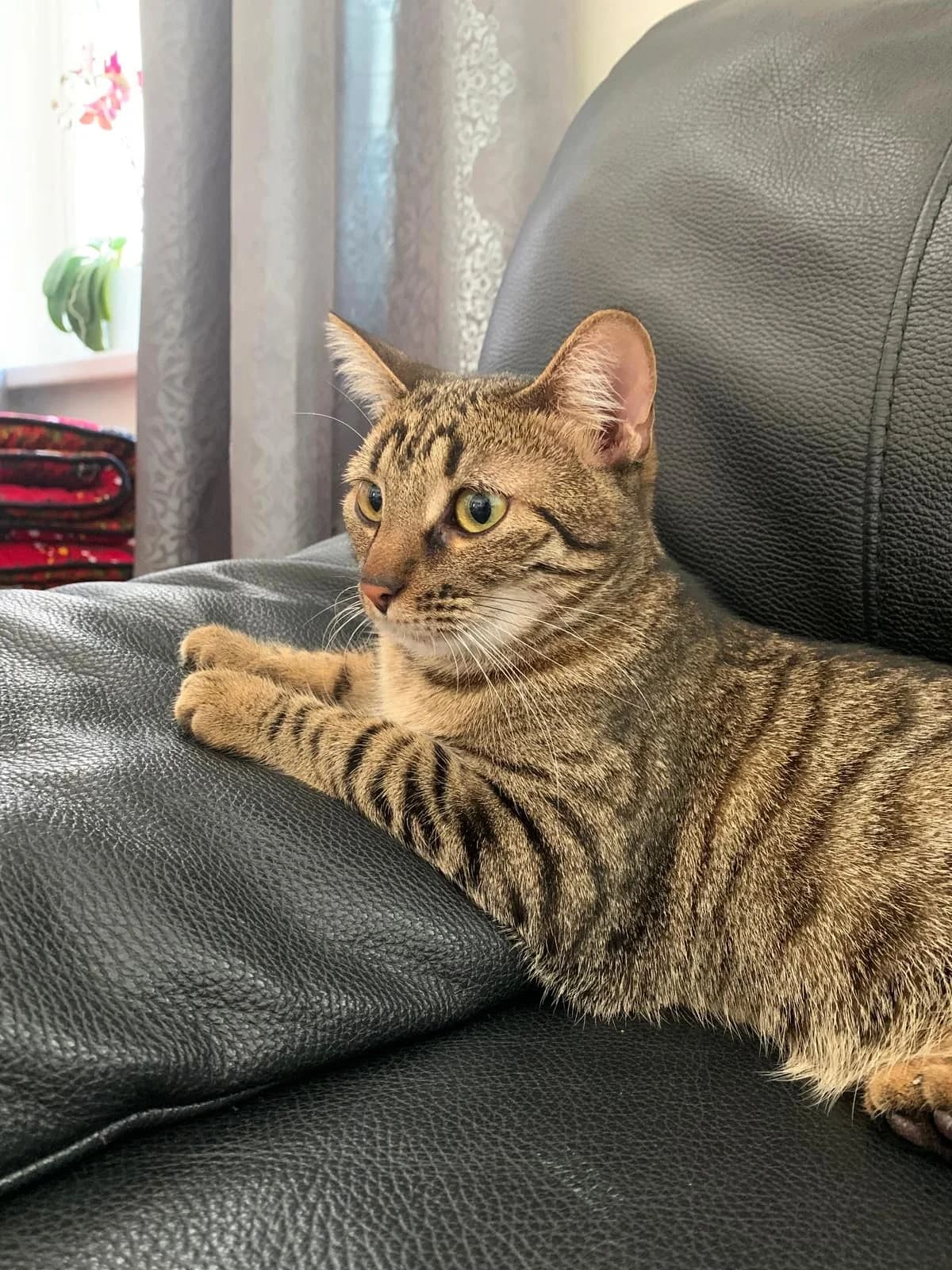 Píďa / Misty, Mixed Breed (Devět životů)