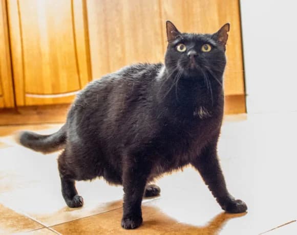 Zazi, female Mixed Breed for adoption at Devět životů, Czech Republic