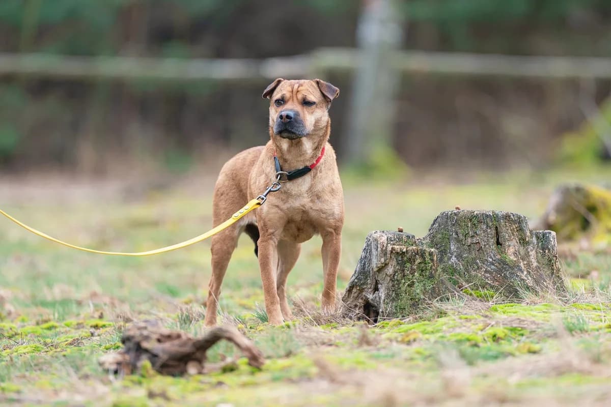 OLINA, female senior Mixed Breed for adoption at Dogpoint, Malotice-Kostelec nad Černými lesy