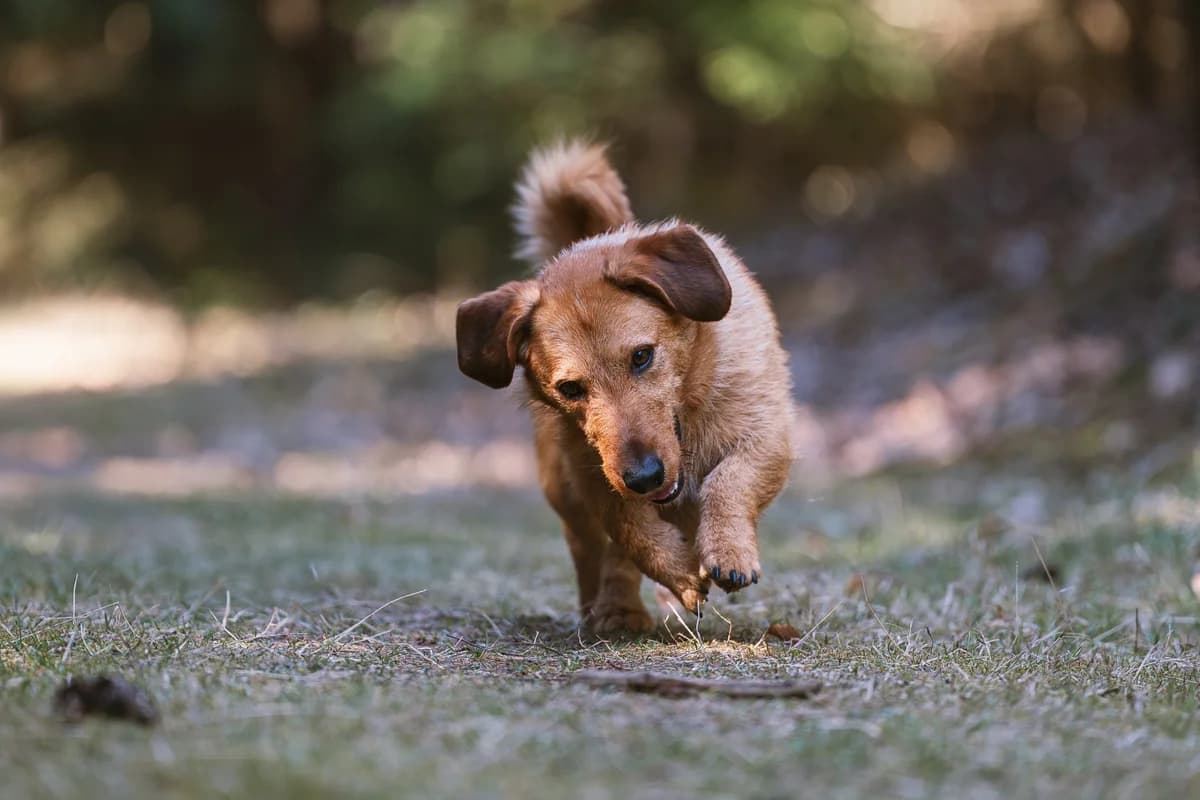 Herkules, male mixed breed for adoption at Dogpoint
