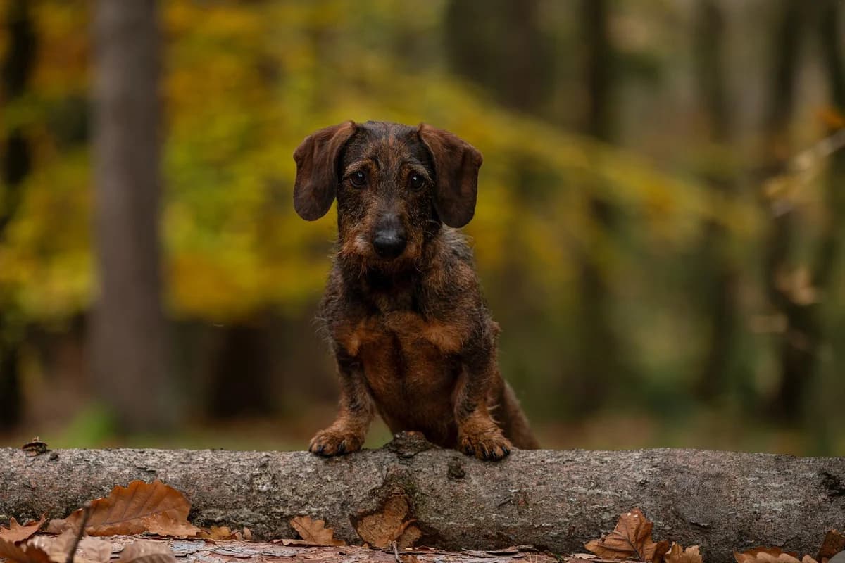Bobeš, male Mixed Breed for adoption at Dogpoint
