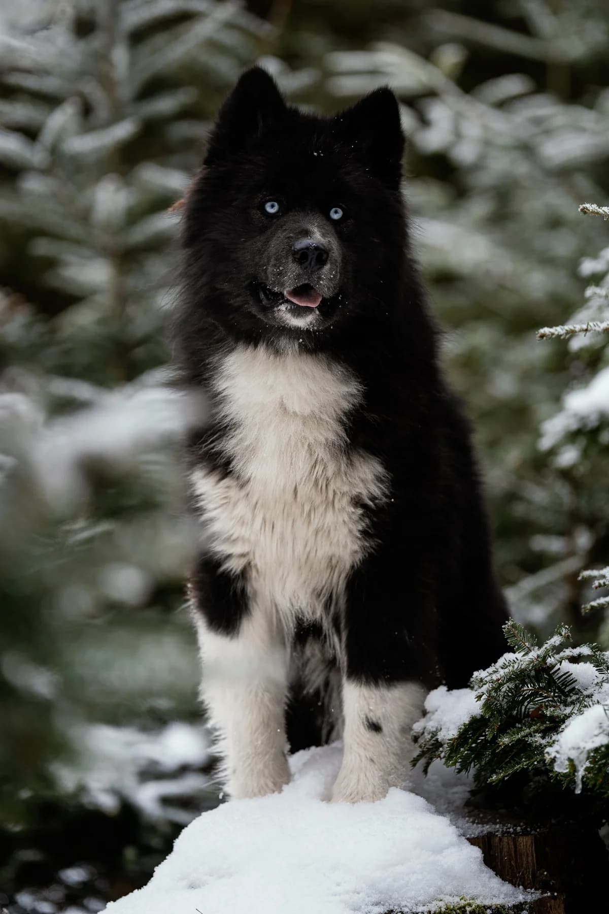 BomBen, male mixed breed for adoption at Dogpoint