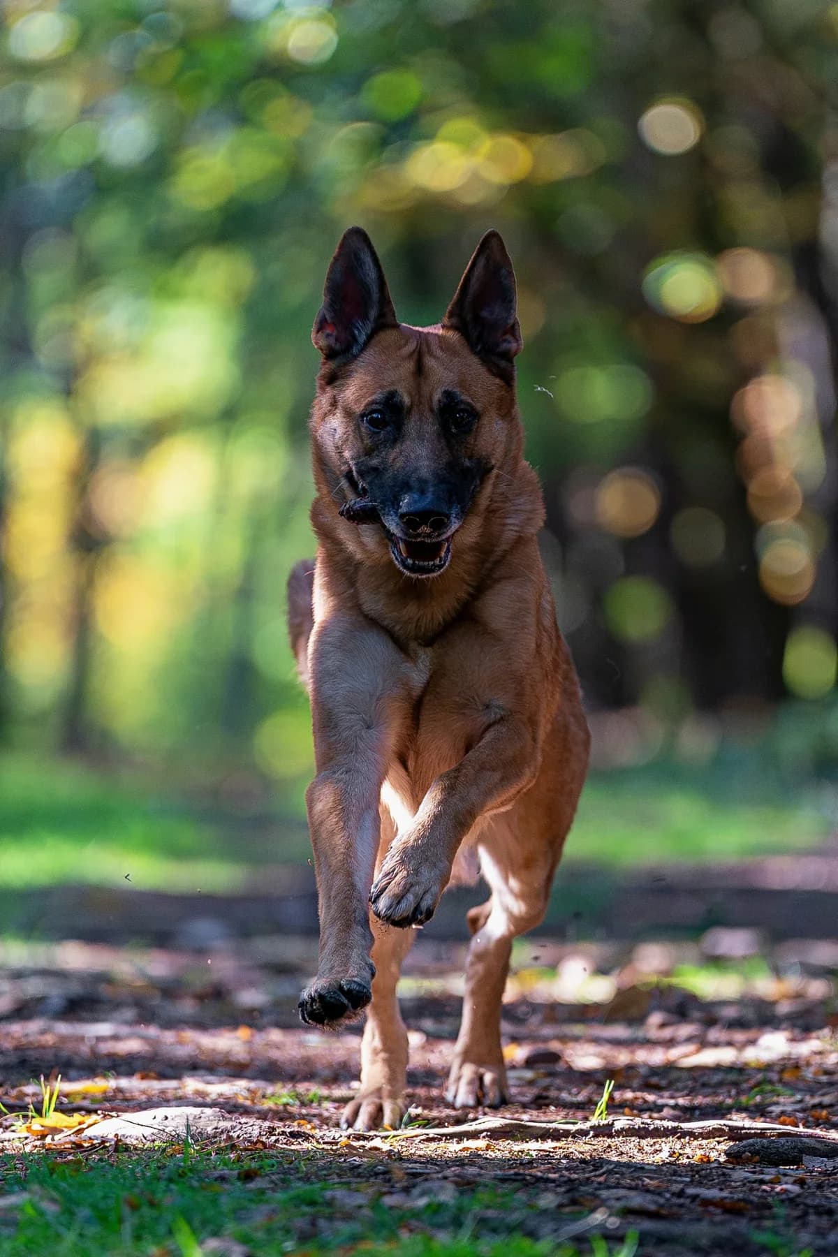 Buddy, male mixed breed for adoption at Dogpoint
