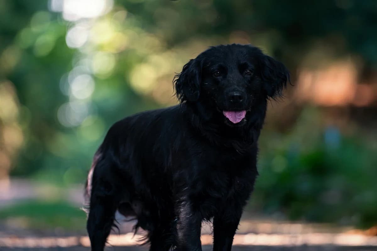 Drisse, male Mixed Breed for adoption at Dogpoint