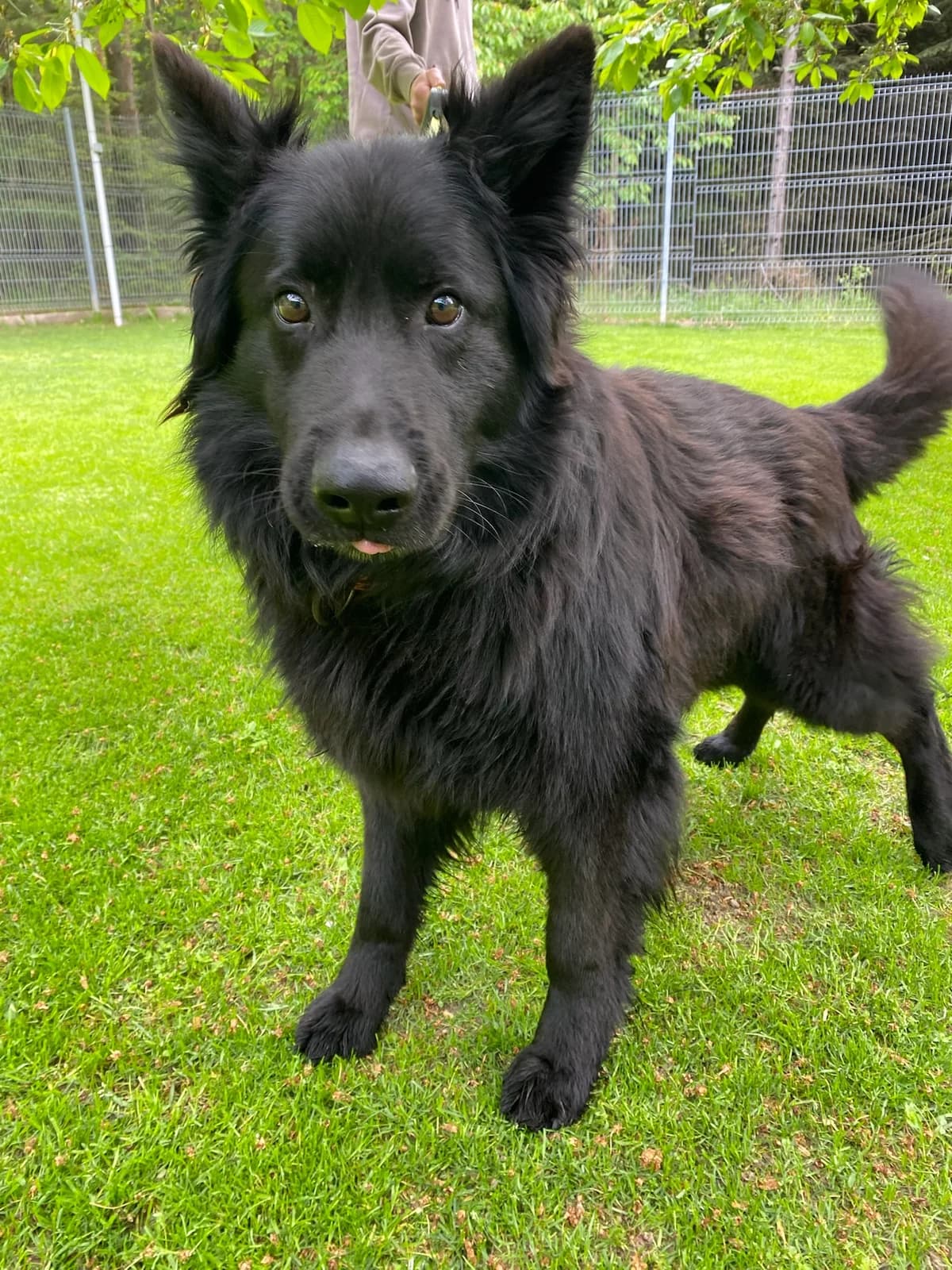 Frisko, male 4yo mixed breed for adoption at Dogpoint, Malotice-Kostelec nad Černými lesy