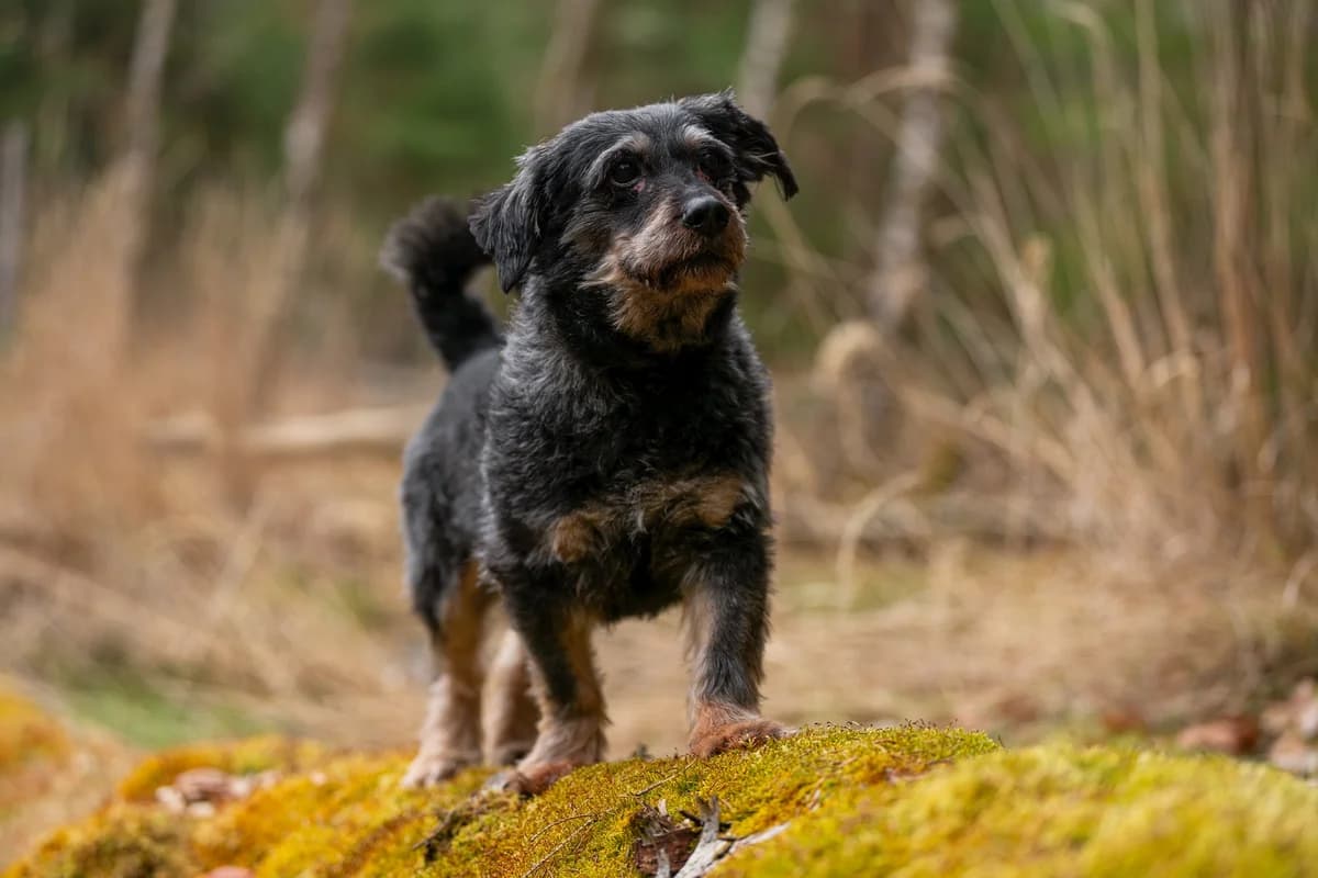 Helga, female mixed breed for adoption at Dogpoint