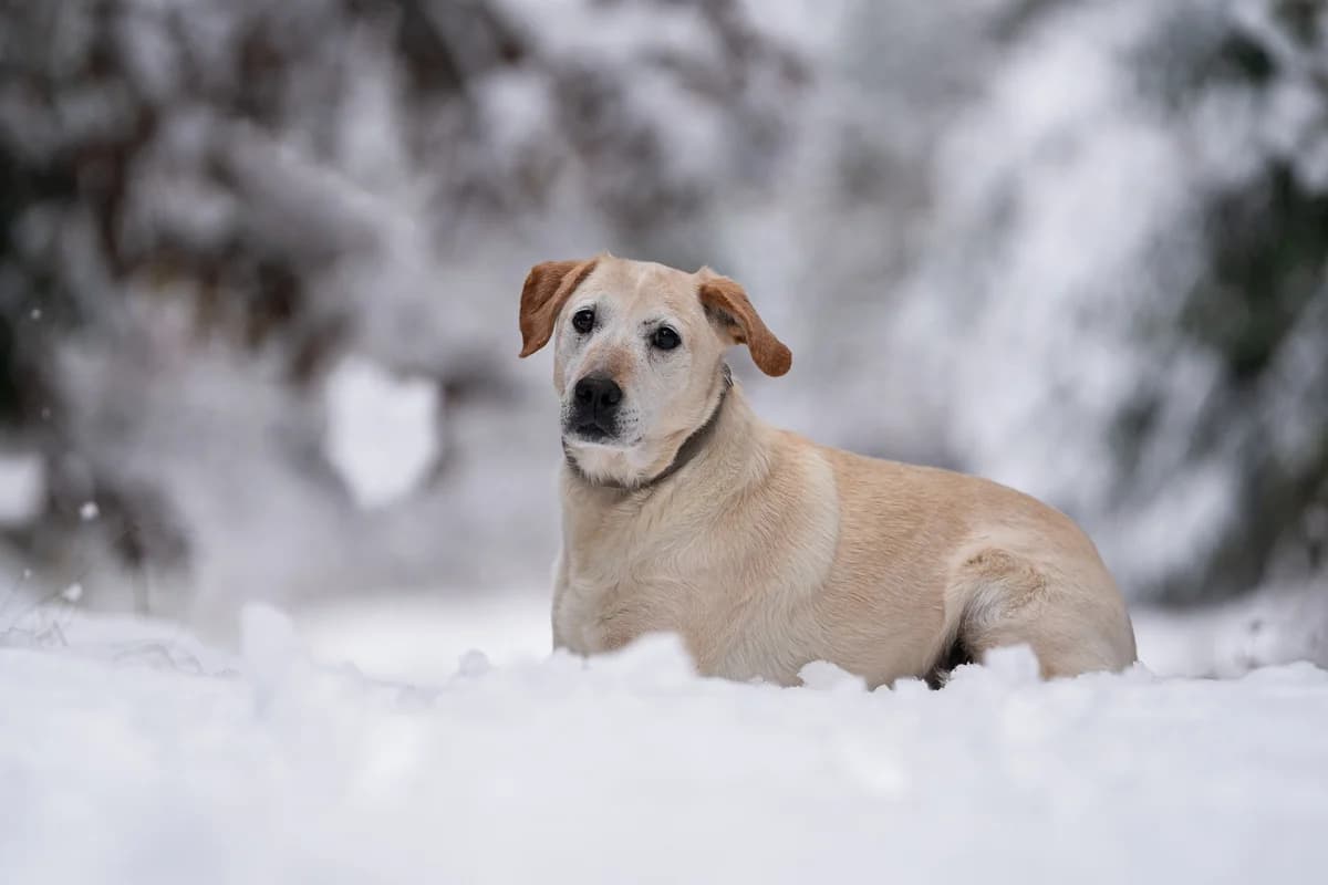 Liběna, female mixed breed for adoption at Dogpoint