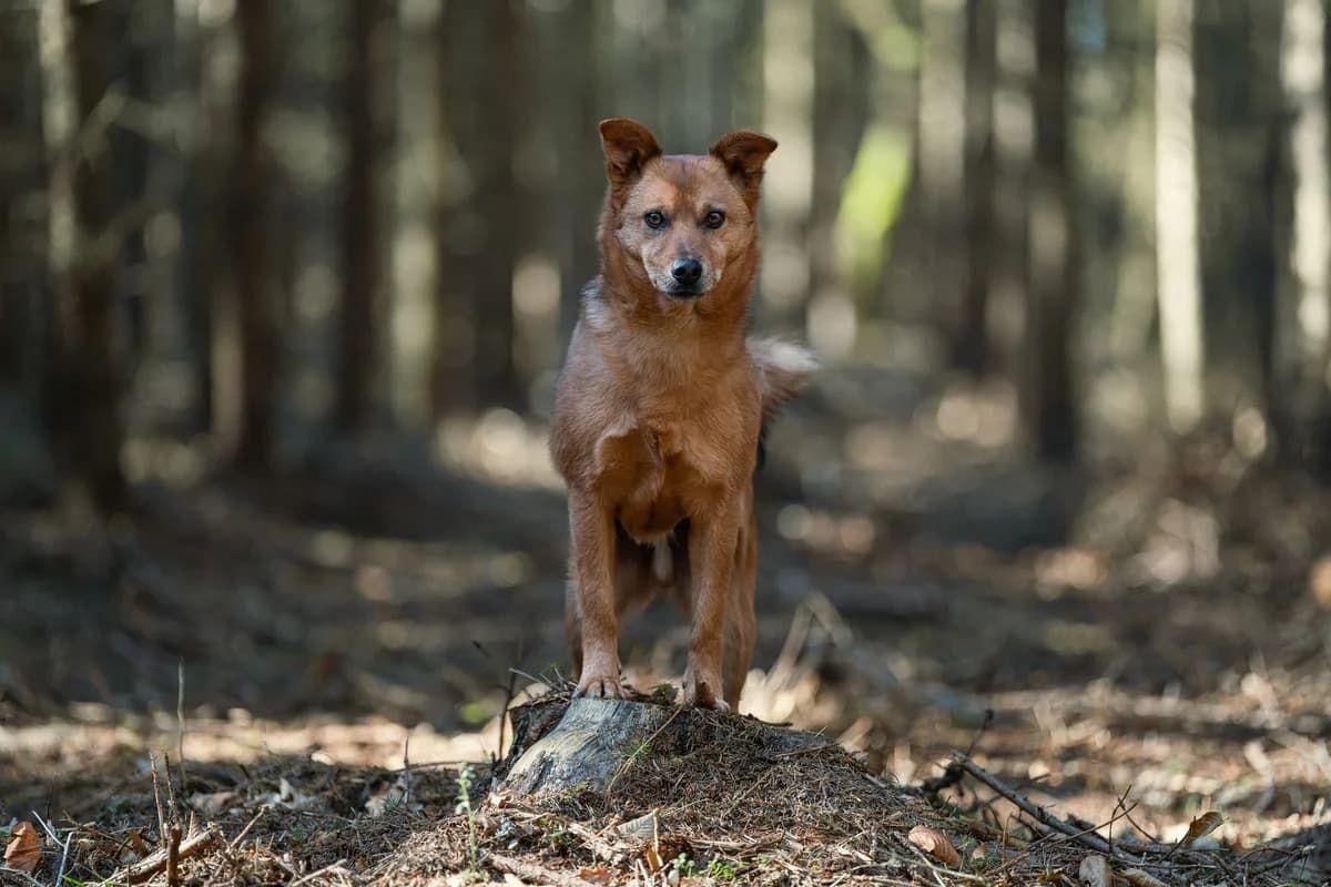 Nico, male Mixed Breed for adoption at Dogpoint