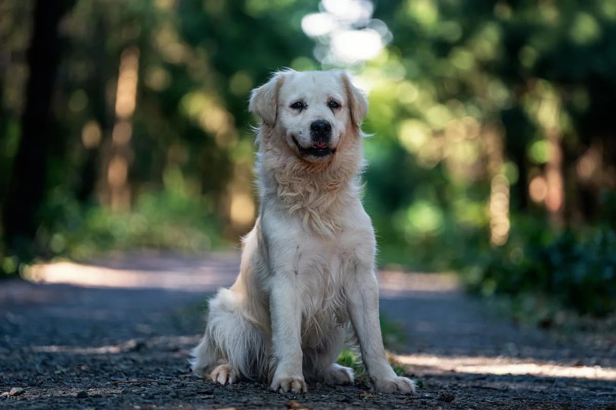 Philippe, male Mixed Breed for adoption at Dogpoint