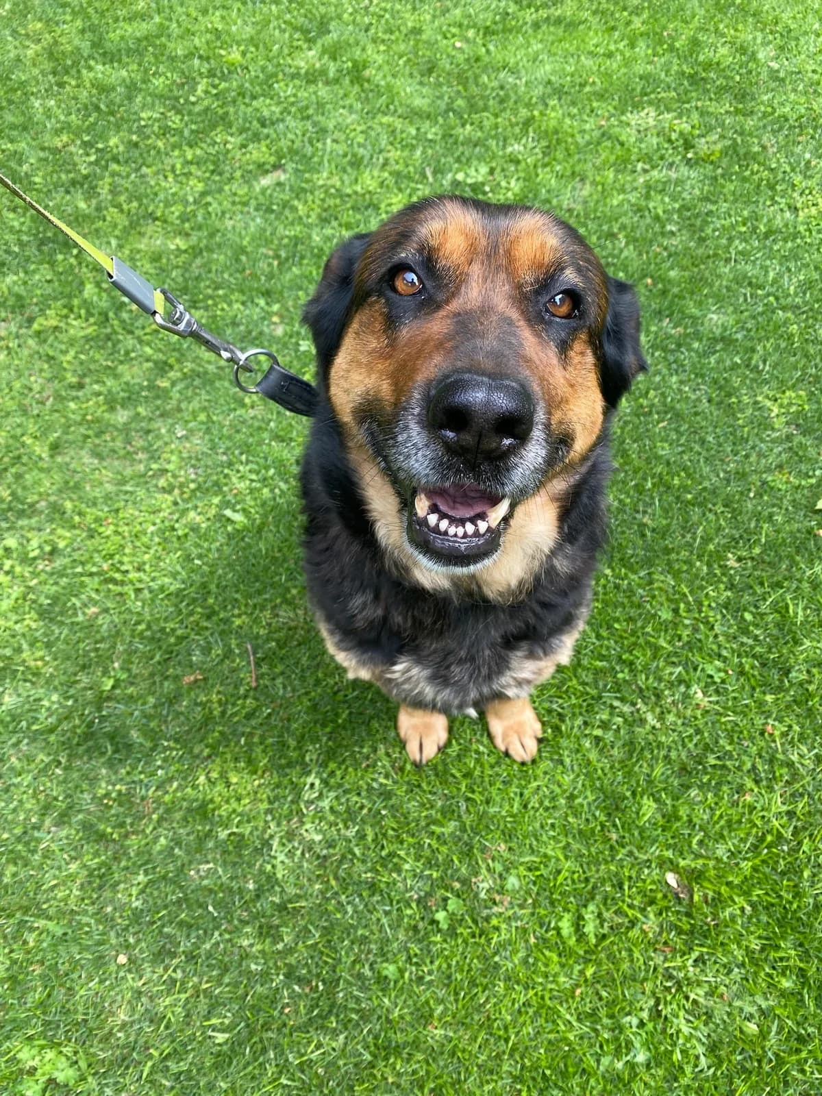 Rika, female 6yo mixed breed for adoption at Dogpoint, Malotice-Kostelec nad Černými lesy
