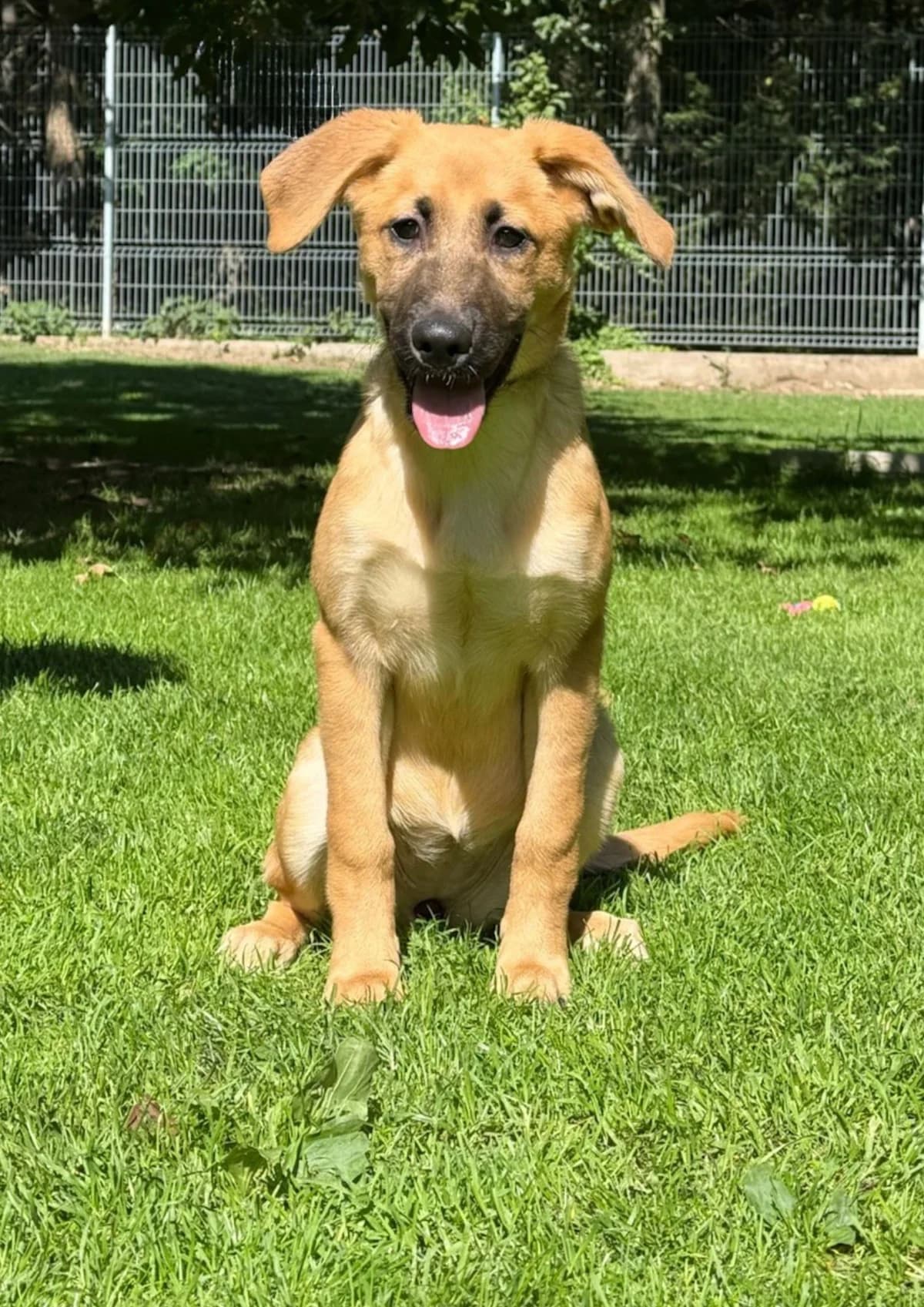 Soja, female puppy mixed breed for adoption at Dogpoint, Malotice-Kostelec nad Černými lesy