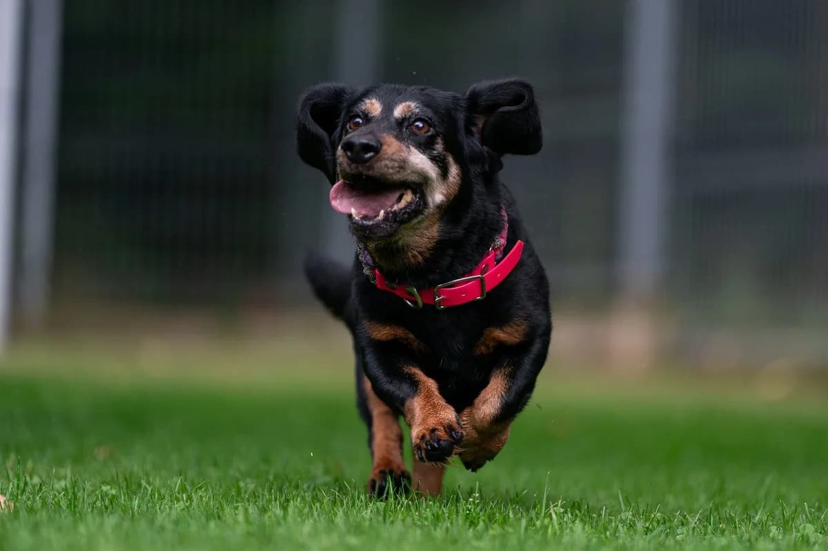 Tery, female Mixed Breed for adoption at Dogpoint