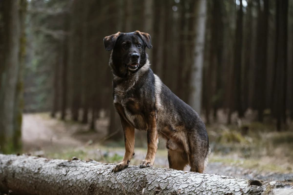 Zoidy, male mixed breed for adoption at Dogpoint