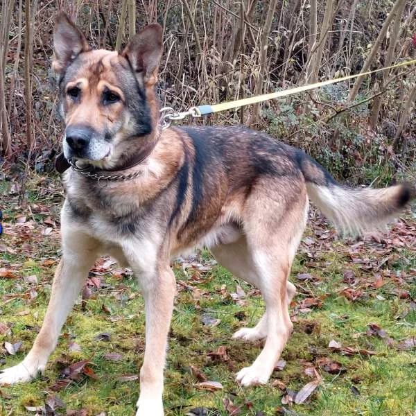 Ajax, male 7yo Mixed Breed for adoption at Domov Fauny