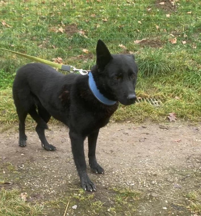 Asta, female senior Mixed Breed for adoption at Domov Fauny