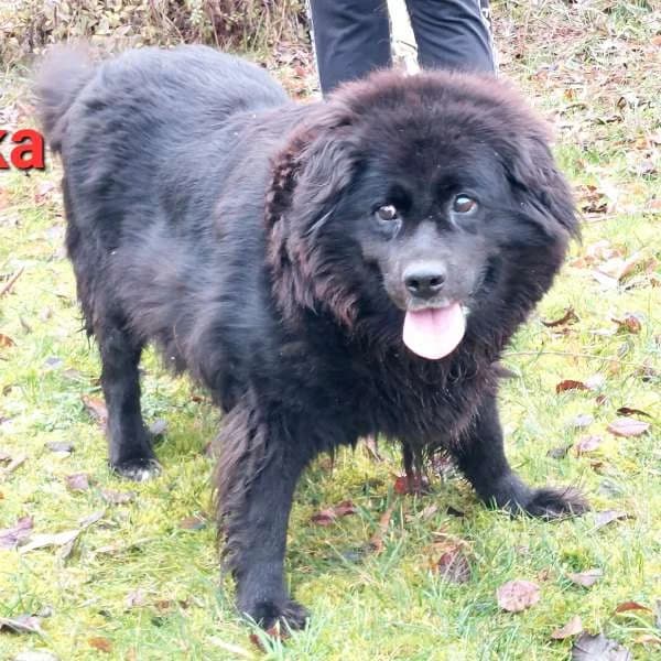 Belinka, female senior Mixed Breed for adoption at Domov Fauny