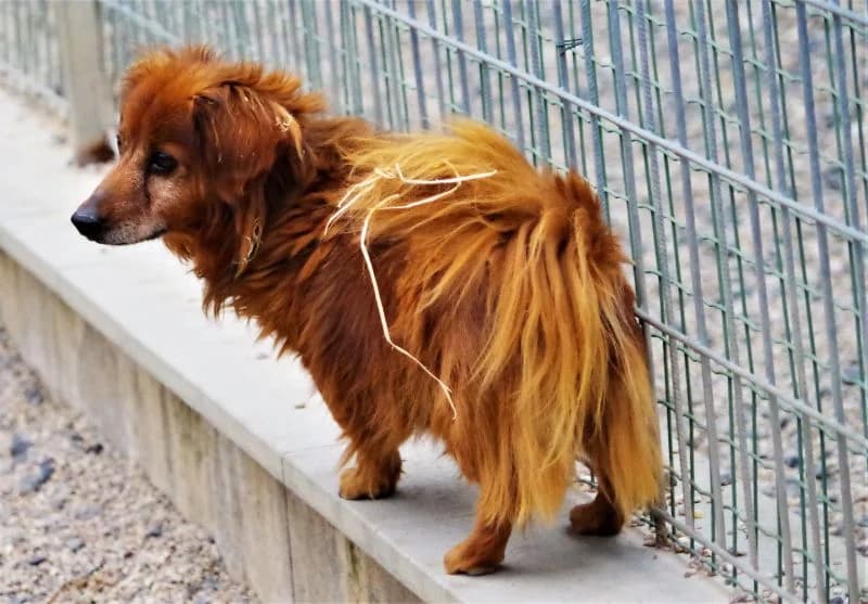 Ben, male senior Mixed Breed for adoption at Domov Fauny