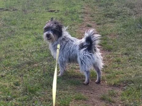Ben, male young Mixed Breed for adoption at Domov Fauny