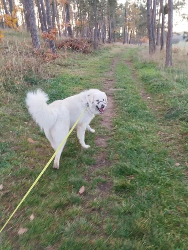 Bolt, male Mixed Breed for adoption at Domov Fauny