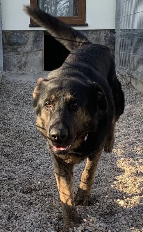 Brok, male 5yo Mixed Breed for adoption at Domov Fauny